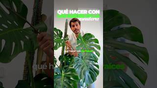 Qué Hacer Con Las Raíces De La Monstera?