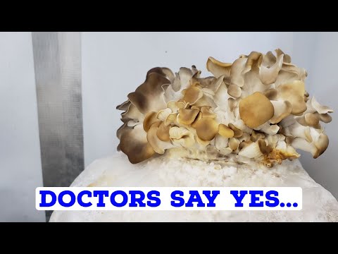Mushroom Contamination Causing Possible Mutations