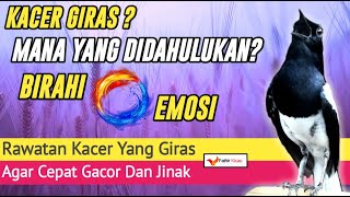 KACER GIRAS, Mana Yang Harus Di Dahulukan, BIRAH Atau EMOSI?
