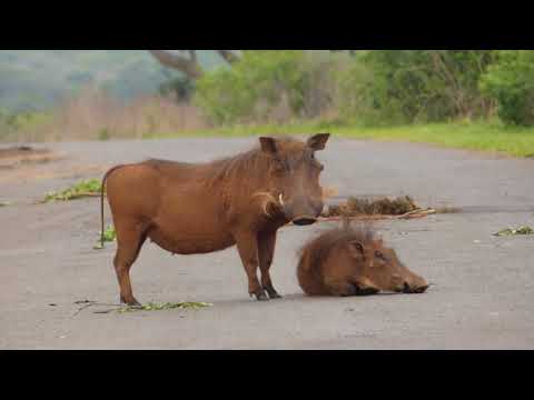 Hluhluwe 7 11 October 2025