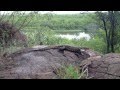 Massive Monitor Lizard in Mopani Rest Camp, Kruger National Park