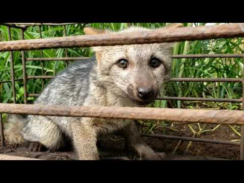 Vídeo: Como pegar uma raposa: 14 etapas (com fotos)