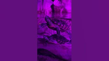 #softshellturtle #tortoise #turtleshell #turtle #reptiles #turtleisland #turtlewow #ytshorts #nature