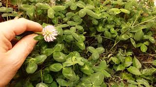 No-til Garden, 2nd Try