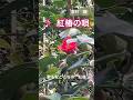 #紅椿の唄 #津村謙 #薮椿 昭和28年の歌