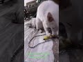 Hum bhi kisi kam nahi banana khana mai