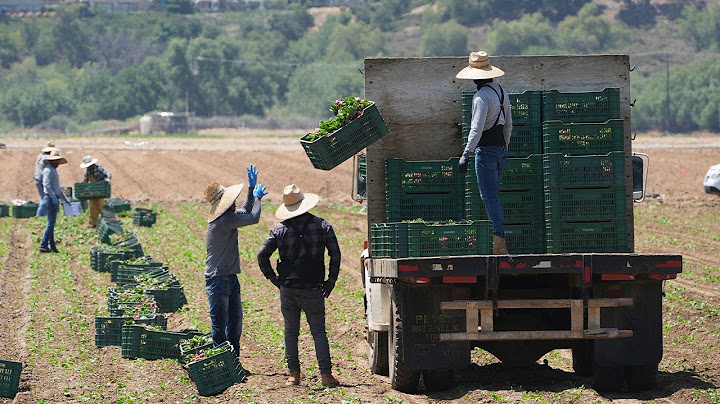 Trump tells ICE to pause most raids on farms, hotels, restaurants