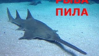 Детская энциклопедия \\Рыба пила\\\\ Children's Encyclopedia \\ Fish Saw