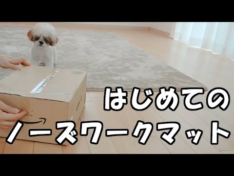 はじめてのノーズワークマット✨生後11ヶ月✨【シーズー 犬 / 子犬 / shih tzu dog / puppy】