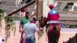 The Grandson of Secretariat Brahma Fear