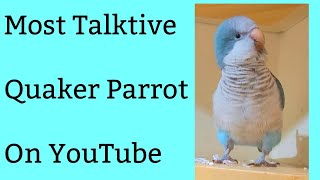 Best blue Quaker Parrot talking video