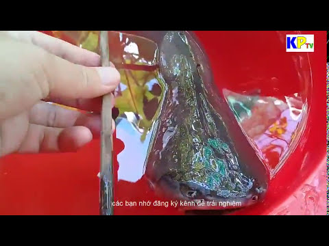 Video Tả pí lù tập 1 con cá tra khủng - youtube