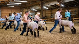 2020 LIVE Showdown at Dodge | WCLA Jackpot Sheep Show