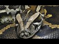 Burmanski piton, zoo vrt Beograd,  1- Deo Burmese python - snake, Zooloski vrt