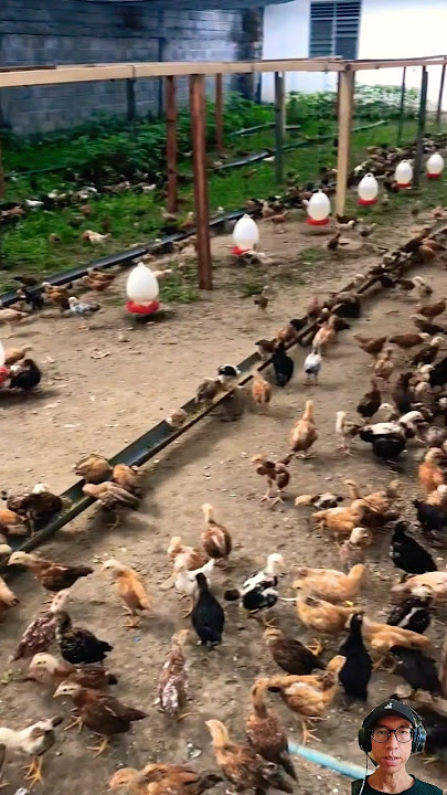 KELEBIHAN SISTEM UMBARAN DALAM BETERNAK AYAM KAMPUNG #ayamkampung #ayam #peternakan