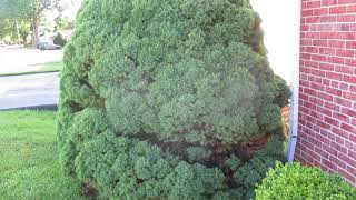 Shrub Removal Alberta Spruce Stump Grinding Hagerstown MD Greencastle PA