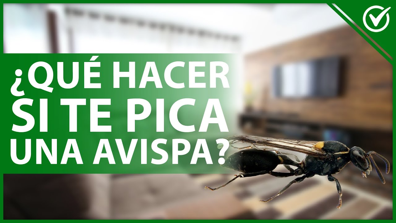 Que significa que te visite una avispa