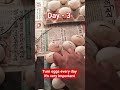 how to turning eggs? #chickenhatching #eggturning #eggturning #hatchingeggs #farming #poultryfarming