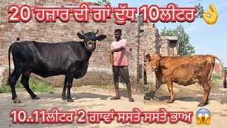 Baljeet: 84278 34817/ 2 cows for sale/ 18-8-26/ vedio lye:70090-48628