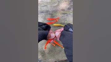 Móc mồi mềm jighead câu cá Lóc Chẽm