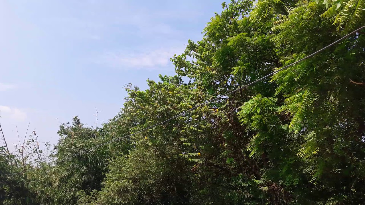 About Margosa tree - YouTube