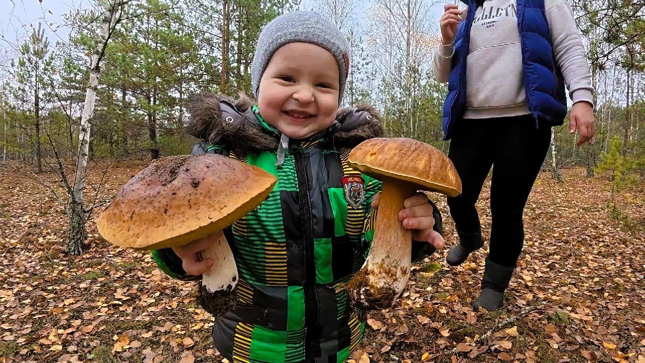 Гриби Продовжують Рости. Збір Грибів у Листопаді