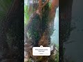 Planting completed #aquascape #fishtank #aquarium #plantedtank #aquariumhobby #customaquarium #fish
