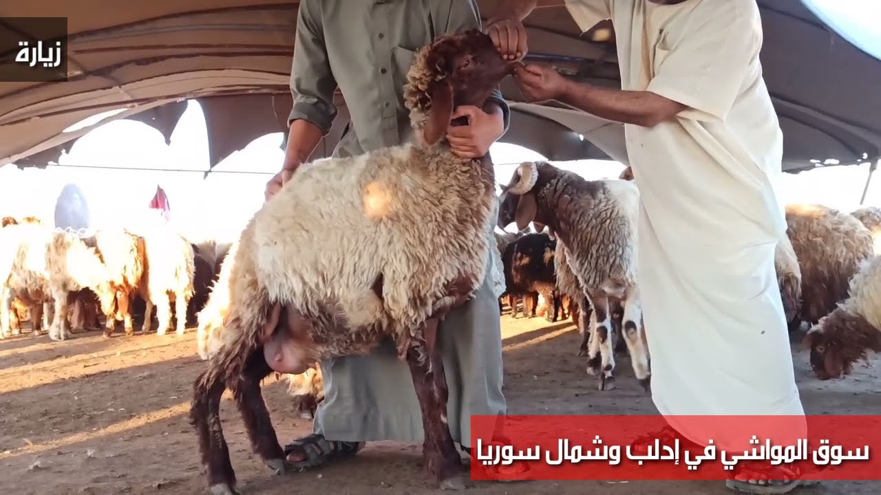 زرنا المربي أبو عبدالله أحمد الجاسم الجملان /صورنا الغنم الحركية والغنم الجملانية وشفنا الفرق بينها