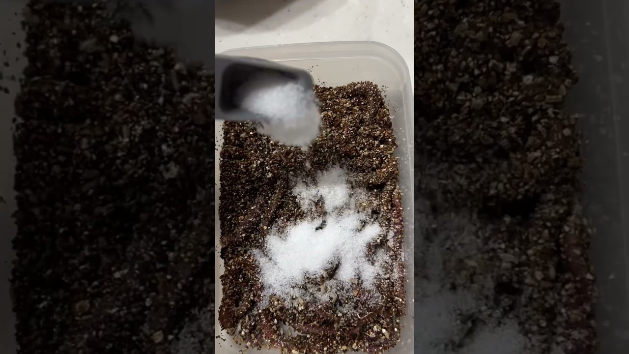 マジでズボラな塩イソメの作り方（半日くらいでできます） #釣り #ハゼ #フィッシング