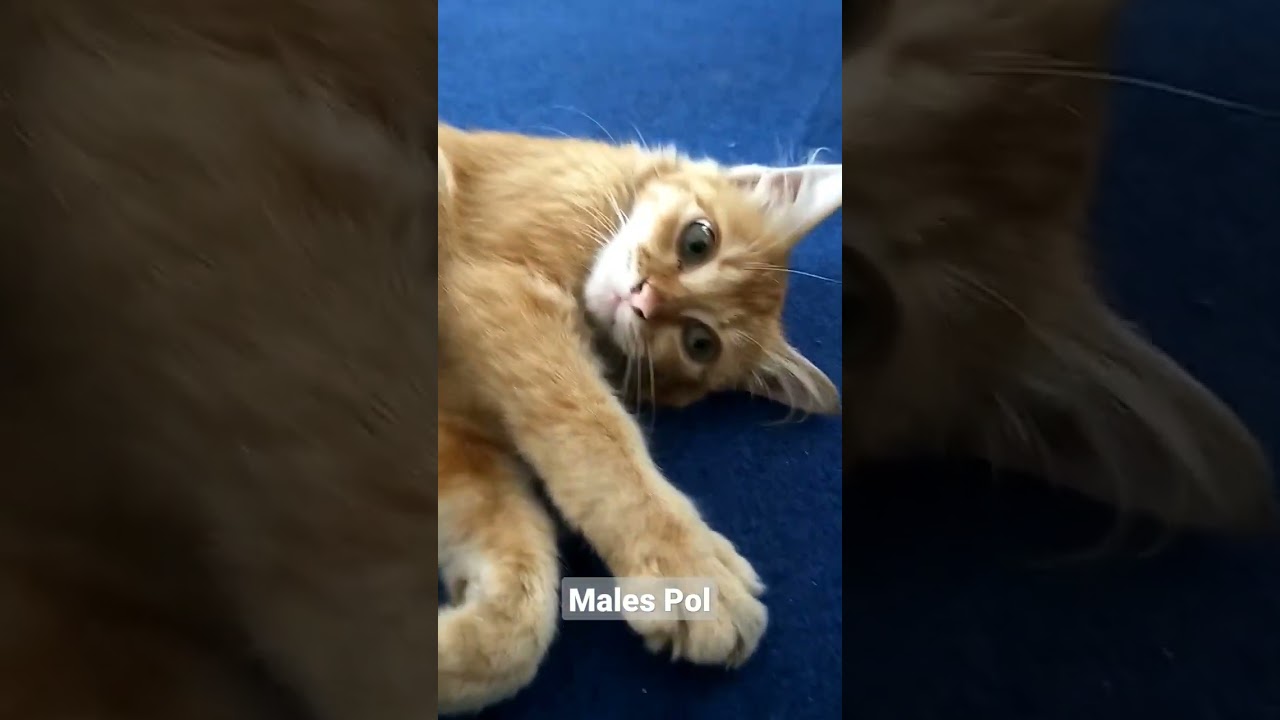 Duo Kucing Oren Kompak Males Pol