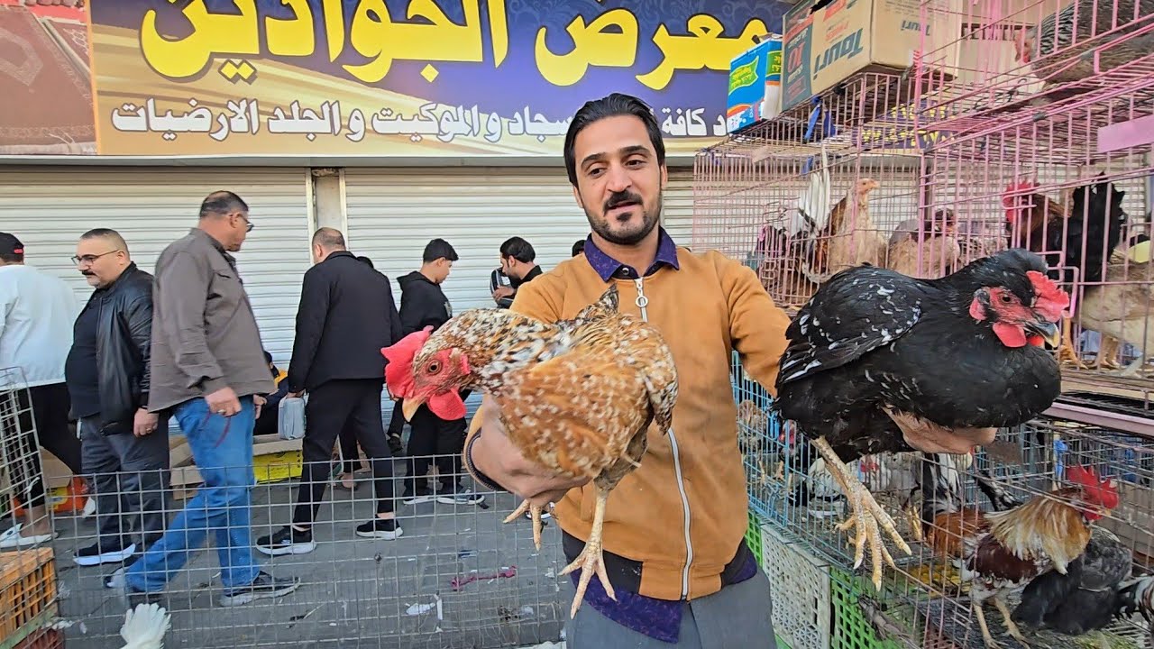سوق الغزل انواع الدجاج العربي الاصلي والكويتي والحمام اليوم الجمعة 2025/11/21