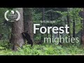 Forest mighties big forest fivewolfbear lynx  eagle and whitetailed eagle