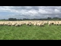 Sheep farming NZ