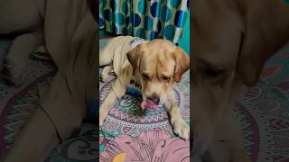 Download Lagu Coco's and mumma's snacks 😋❤️🧿🥰#funny #trending #comedy #ytshorts #animals #dog #fun #love #cute #yt MP3