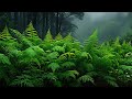 Reise durch die Natur mit Regengeräuschen zum Entspannen – Naturgeräusche im Wald in 4K
