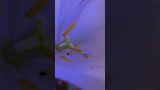 Жизнь прекрасна,делитесь хорошим настроением! #cute #happy #flowers #shorts #story #beautiful