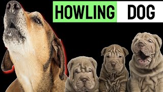 Puppy Howling To Make Your Dog Howl | Sound Effect