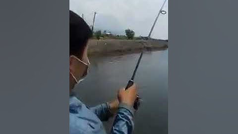 Câu cá chẽm ở bà rịa vũng tàu