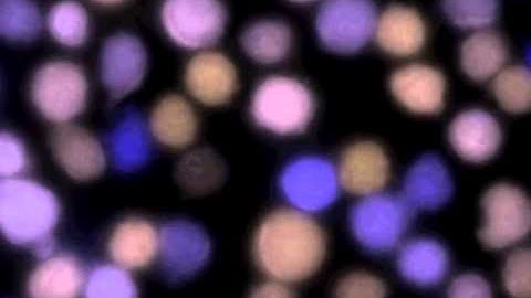 Imaging: lymphocytes