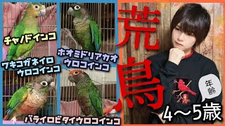 【荒鳥】ウロコインコなど５歳の中型インコ４羽の接し方が難し過ぎる。Dealing with medium-sized wild bird parakeets is too difficult.