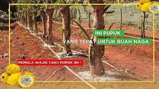 Tips Pemupukan Buah Naga Pada Setiap Fase Pertumbuhan Agar Berbuah Lebat