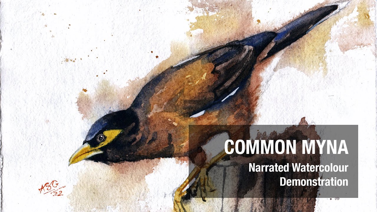 How to paint Birds in WATERCOLOUR : Common Myna