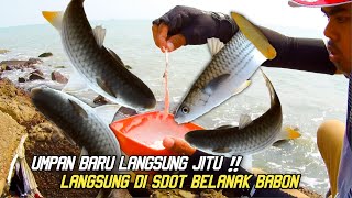 Baru..!! Umpan Jitu Dan Mpuh Belanak ekor Kuning Di Laut | Umpan Baru Langsung Jitu !Baru..!!