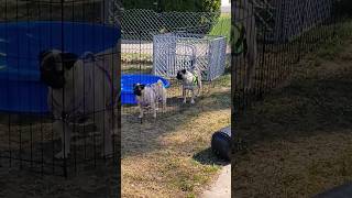 the beautiful babies pugs #viral #pug #lifestyle #shorts