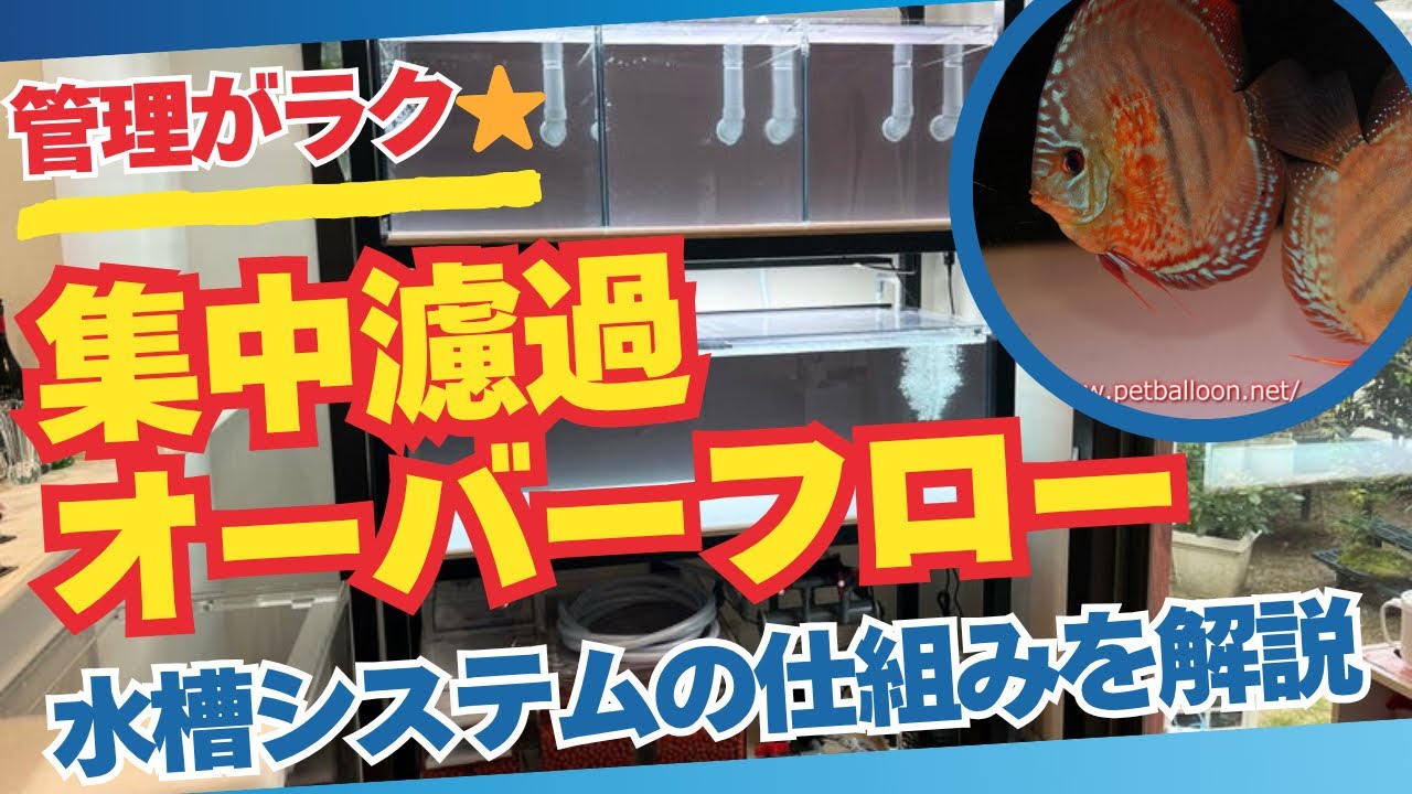 集中濾過オーバーフロー水槽システムの仕組みを徹底解説いたします。プロショップのような熱帯魚の水管理を行え飼育が楽になります。ディスカスの繁殖、ブリーディングを狙ってロマン溢れる水槽です