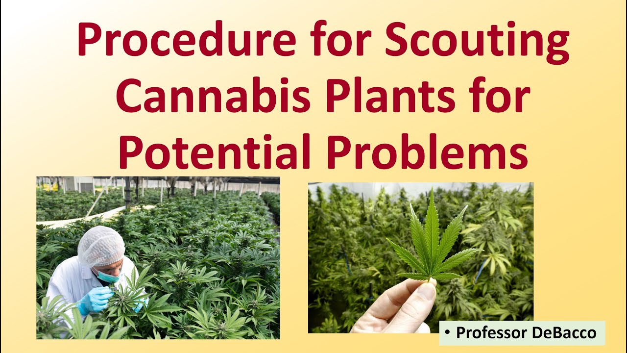 Процедура проверки растений каннабиса на предмет потенциальных проблем