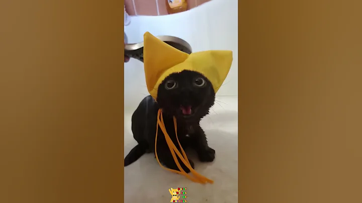 Video 11721991: kitty playing, kitten cute love, funny cat, pets