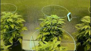 Which Nutes Are Right For You?