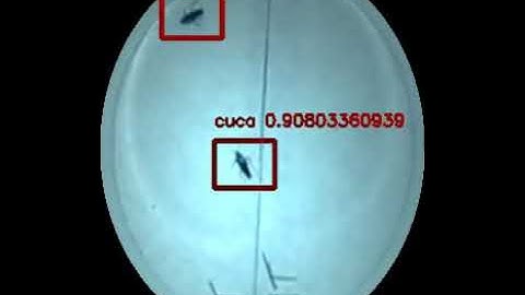 Computer Vision Adaptive Tracking of insects with Yolo