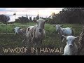 Morning Routine | WWOOFing in Hawaii